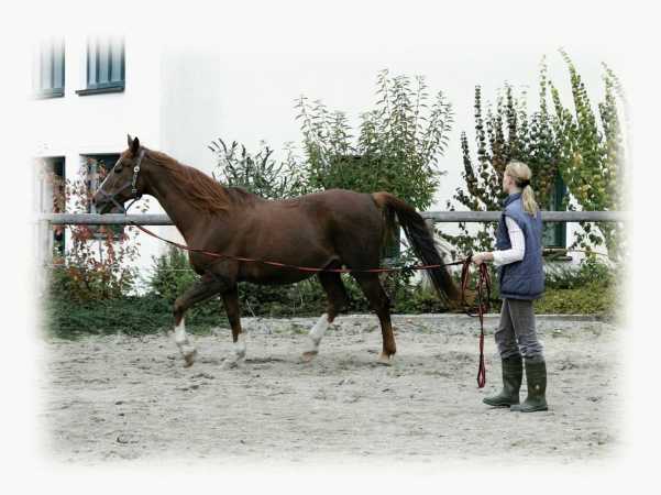 Longe Pferd - Longierleine Softlone für die Bodenarbeit